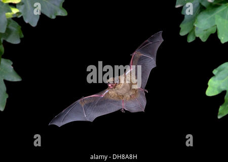 Lesser noctule or Leisler's bat (Nyctalus leisleri) in flight, Thuringia Stock Photo