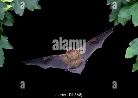Lesser noctule or Leisler's bat (Nyctalus leisleri) in flight, Thuringia Stock Photo