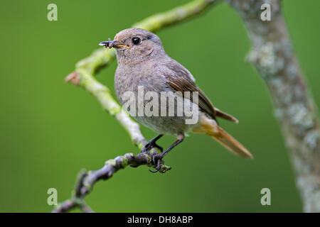 Black Redstart (Phoenicurus ochruros), female, Thuringia Stock Photo