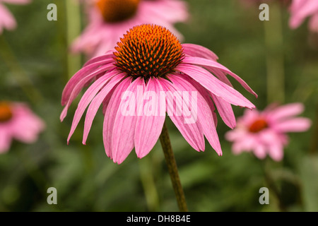 Purple coneflower, Echinacea purpurea. Flower in foreground of others with pink re-curved petals around central brown cone. Stock Photo