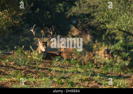 Red deer stag with jackdaw oerched on back Stock Photo