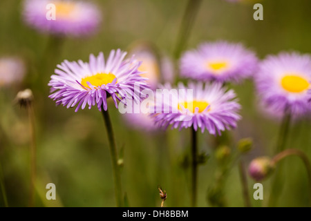Fleabane, Aspen fleabane, Erigeron speciosus. Daisy like flowers with narrow, pale pink petals surrounding yellow centres. Stock Photo
