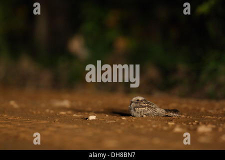 Nightjar (Caprimulgus europaeus) resting on the ground. Europe Stock Photo
