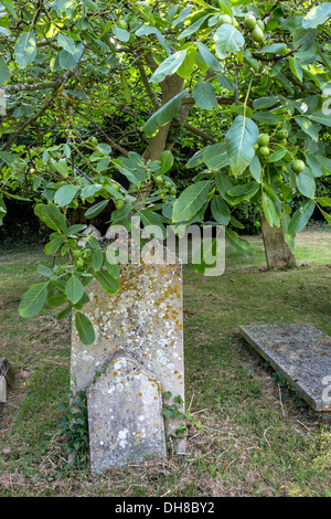 The English walnut tree and fruit, Juglans regia, found here in a Sussex, graveyard, UK. Stock Photo