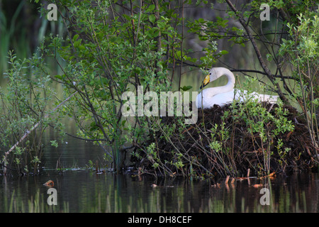 Nesting Whooper Swan's (Cygnus cygnus). Europe Stock Photo