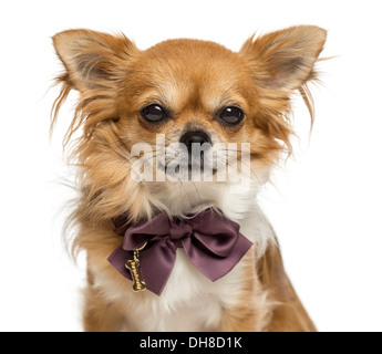 Close-up of a Chihuahua wearing a bow tie against white background Stock Photo
