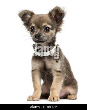 Chihuahua puppy sitting, 3 months old, against white background Stock Photo