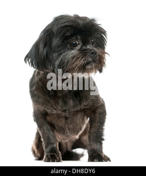 Lhasa Apso sitting against white background Stock Photo