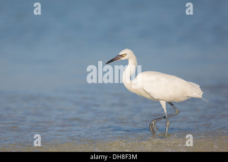 White Morph Reddish Egret (Egretta rufescens) - Fort Desoto, Florida Stock Photo