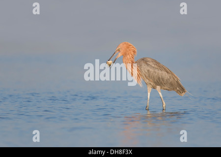 Reddish Egret (Egretta rufescens) about to eat a fish - Fort Desoto, Florida Stock Photo