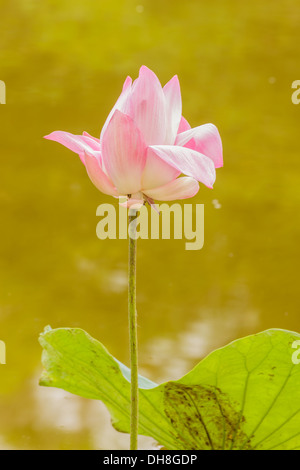 pink sacred lotus Stock Photo