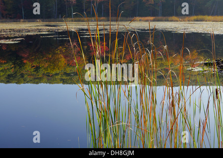 Fall color are reflected on a small lake in Fountain Pond Park near Great Barrington in Berkshire county, Massachusetts Stock Photo