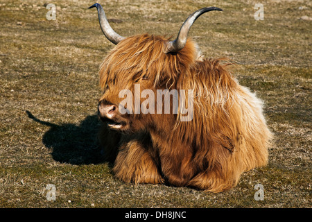 Highland Long Horn Cow light Brown shaggy coated  cow with long curved horns on Bodmin Moor, Cornwall