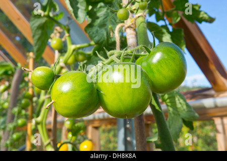 Cluster of green tomatoes ripening in greenhouse. Stock Photo