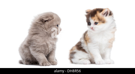 Two Highland straight and fold kittens sitting, looking at each other against white background Stock Photo