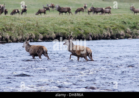 Red Deer Crossing river. Stock Photo