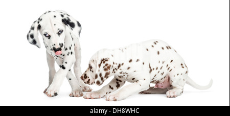 Two Dalmatian puppies playing against white background Stock Photo