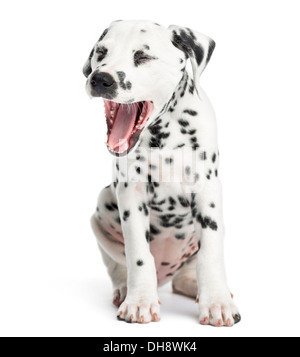 Dalmatian puppy yawning, sitting against white background Stock Photo