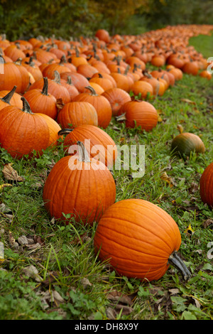 Pumpkins in a field in fall in New Hampshire Stock Photo - Alamy