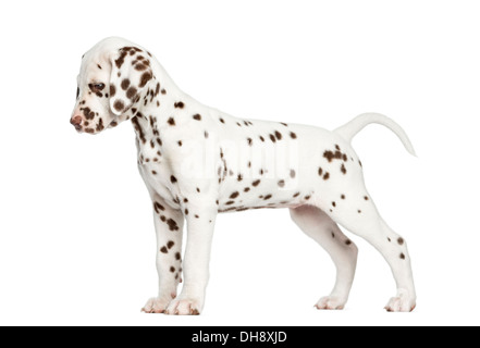 Dog - Dalmatian Standing (side View Stock Photo - Alamy