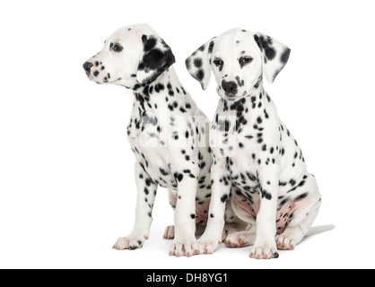 Two Dalmatian puppies, sitting next to each other against white background Stock Photo