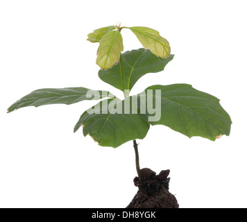 young oak seedling grows in soil on white Stock Photo