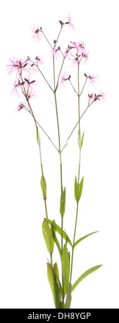 flower Lychnis flos-cuculi on white background Stock Photo