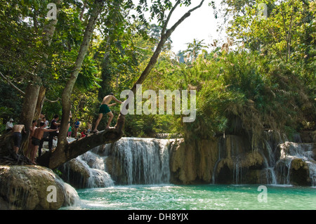 Horizontal view of tourists preparing to jump from a tree branch into the picturesque Kuang Si Falls in Laos. Stock Photo