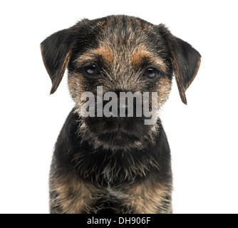 Close-up of a Border Terrier puppy, looking at the camera against white background Stock Photo