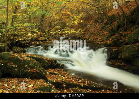 The Birks of Aberfeldy and the Moness Burn in autumn, Aberfeldy, Perthshire Stock Photo