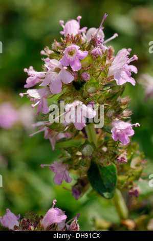 Large Thyme - Thymus pulegioides Closeup of flower Stock Photo