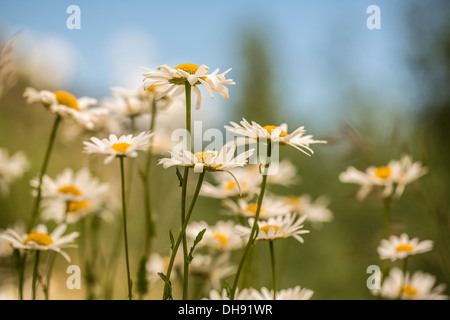 Ox-eye daisy, Leucanthemum vulgare. Group of Ox-eye daisies with white petals surrounding yellow centres. Stock Photo