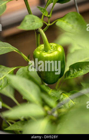 Sweet pepper, Capsicum annuum var. grossum. Growing pepper on plant in greenhouse or cold frame. Stock Photo