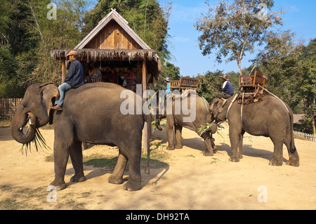 Horizontal close up of elephants and their mahouts getting ready for a trek at an elephant sanctuary in Laos. Stock Photo