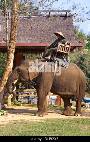 Vertical close up of an elephant and mahout at an elephant sanctuary in Laos. Stock Photo