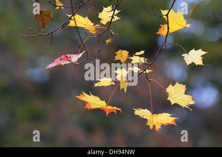 Colorful mapple tree leaves. Europe Stock Photo