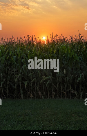 Sweetcorn, Zea mays.  Field of growing sweetcorn with rising from behind. Stock Photo