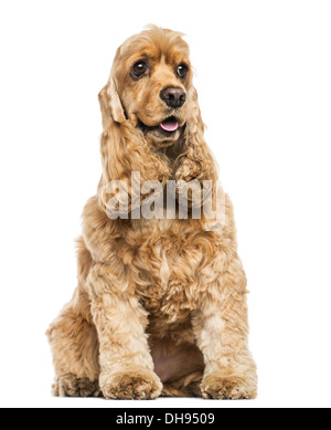 English Cocker Spaniel sitting against white background Stock Photo
