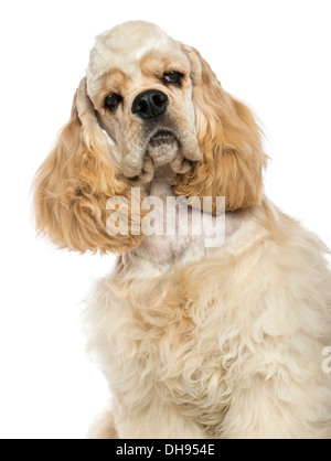 Close-up of an American Cocker Spaniel against white background Stock Photo