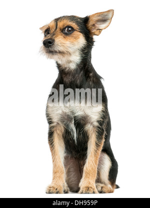Crossbreed dog sitting, looking at the camera against white background Stock Photo