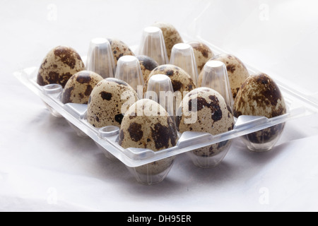 A dozen quail eggs in box. Stock Photo