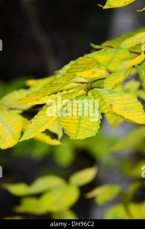 Green birch leaves turning yellow, Acadia National Park, Maine. Stock Photo
