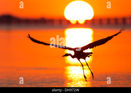 Great Blue Heron (Ardea herodias) in flight silhouette at sunrise - Fort Desoto, Florida Stock Photo