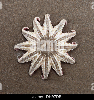 Starfish washed up on the sandy shore. Stock Photo