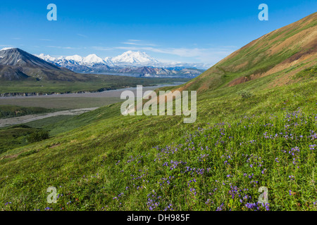 Scenic View Of Mount Mckinley (Denali) And Thorofare River From Mount Eielson With A Foreground Of Wildflowers (Geraniums) Stock Photo