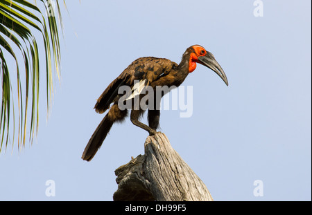 Southern Ground Hornbill (Bucorvus leadbeateri) standing on a trunk in Bioparc zoo of Fuengirola, Costa del Sol. Spain. Stock Photo