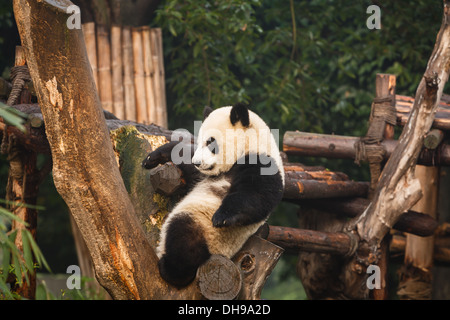 Panda bear cub sits in tree branch at Chengdu Research Base of Giant Panda Breeding Center in Sichuan China Stock Photo