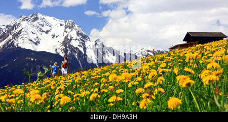 Mother and daughter walking in alpine meadow with flowering dandelions / wildflowers, Zillertal, Mayrhofen, Tyrol, Austria Stock Photo