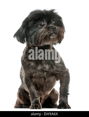 Lhasa Apso sitting against white background Stock Photo