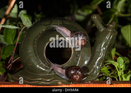 Common garden snails (Helix aspersa / Cornu aspersum) lured to decorative snail and slug beer trap in vegetable garden at night Stock Photo